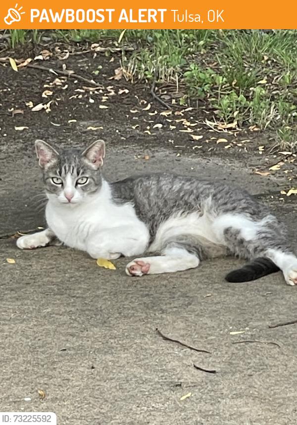 Found/Stray Female Cat last seen 51st and Sheridan, Tulsa, OK 74145