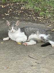 Found/Stray Female Cat last seen 51st and Sheridan, Tulsa, OK 74145