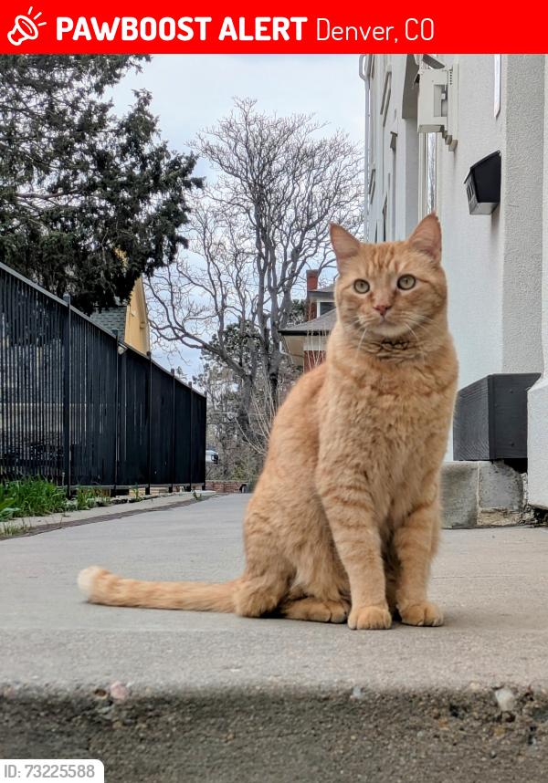 Lost Male Cat last seen 19th & Vine, Denver, CO 80206