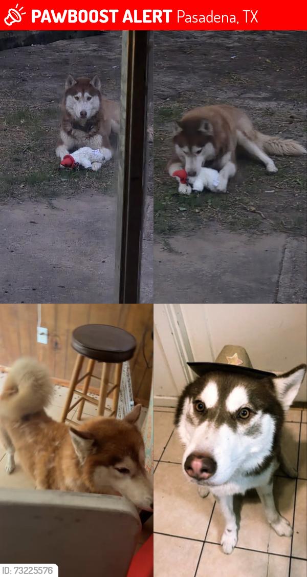 Lost Male Dog last seen Southmore by walmart, Pasadena, TX 77506