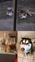 Lost Male Dog last seen Southmore by walmart, Pasadena, TX 77506