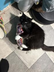 Lost Male Cat last seen Doe run ct rocky mount nc 27803, Nash County, NC 27803