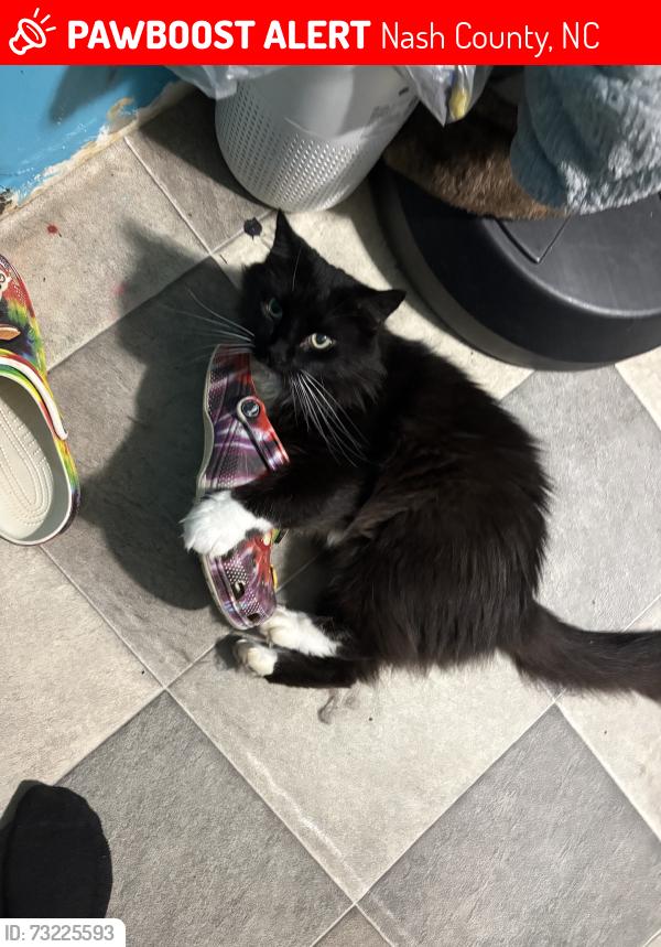 Lost Male Cat last seen Doe run ct rocky mount nc 27803, Nash County, NC 27803