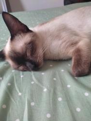 Lost Female Cat last seen Jardim Japão, Jardim Brasil, SP 02210-050