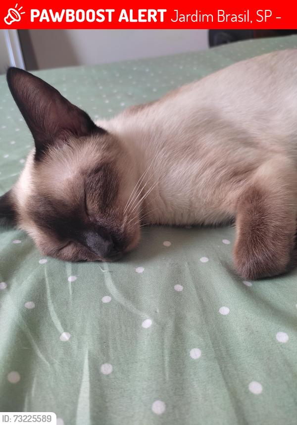 Lost Female Cat last seen Jardim Japão, Jardim Brasil, SP 02210-050