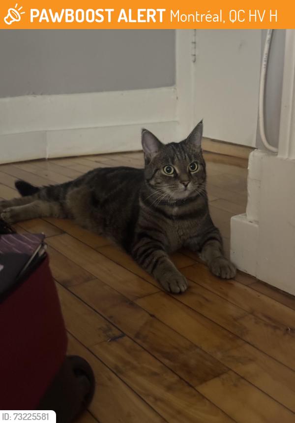 Found/Stray Unknown Cat last seen Parc Ave and Van Horne, Montréal, QC H2V 4H3