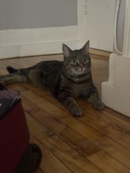 Found/Stray Unknown Cat last seen Parc Ave and Van Horne, Montréal, QC H2V 4H3