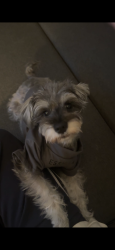 Lost Female Dog last seen Near main Street, Queens, NY 11355