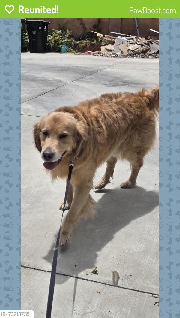 Reunited Male Dog last seen Penfield and Bryant street, Los Angeles, CA 91306