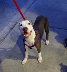 Lost Female Dog last seen Oak st. & lomas blvd., Albuquerque, NM 87102