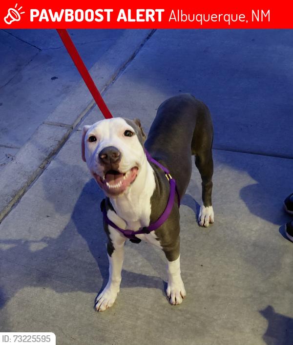 Lost Female Dog last seen Oak st. & lomas blvd., Albuquerque, NM 87102