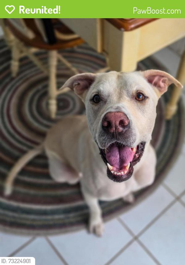 Reunited Female Dog last seen 10X apmts, Panama City Beach, FL 32407