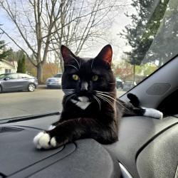Lost Male Cat last seen Near 16840-16800 SW Bany Rd, Beaverton, OR 97007, Beaverton, OR 97007