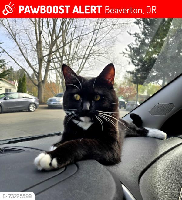Lost Male Cat last seen Near 16840-16800 SW Bany Rd, Beaverton, OR 97007, Beaverton, OR 97007