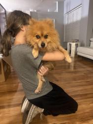Found/Stray Male Cat last seen Walking alone, Greenacres, FL 33463