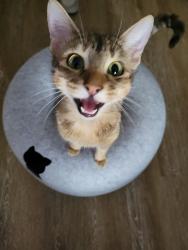 Reunited Female Cat last seen On Anita across from O’Riley shopping center, Castro Valley, CA 94546