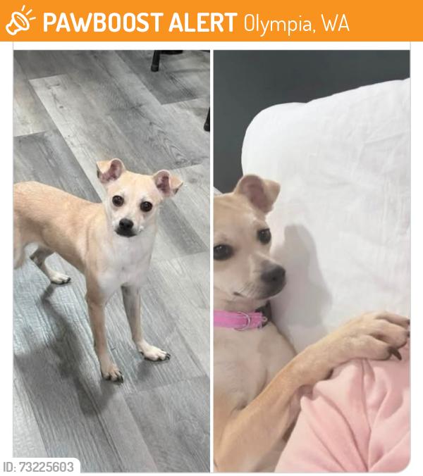 Found/Stray Female Dog last seen Milroy st, Olympia, WA 98502