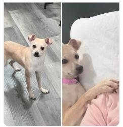 Found/Stray Female Dog last seen Milroy st, Olympia, WA 98502