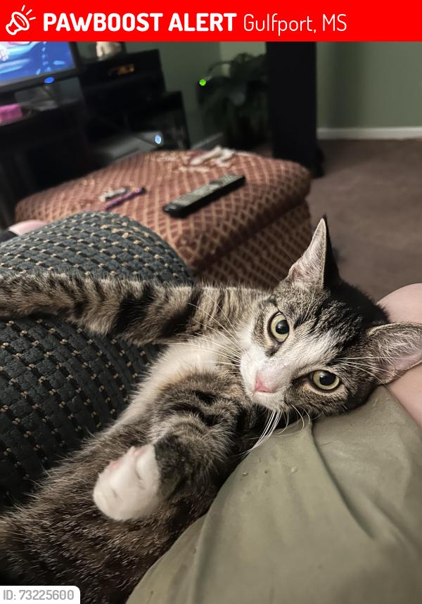 Lost Male Cat last seen Ollie, Gulfport, MS 39503