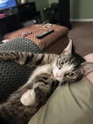 Lost Male Cat last seen Ollie, Gulfport, MS 39503