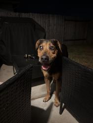 Reunited Male Dog last seen Moore Rd, Montgomery County, TX 77354