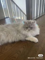 Lost Male Cat last seen Near woodglen cir sw, Woodglen, AB T0B 0J0