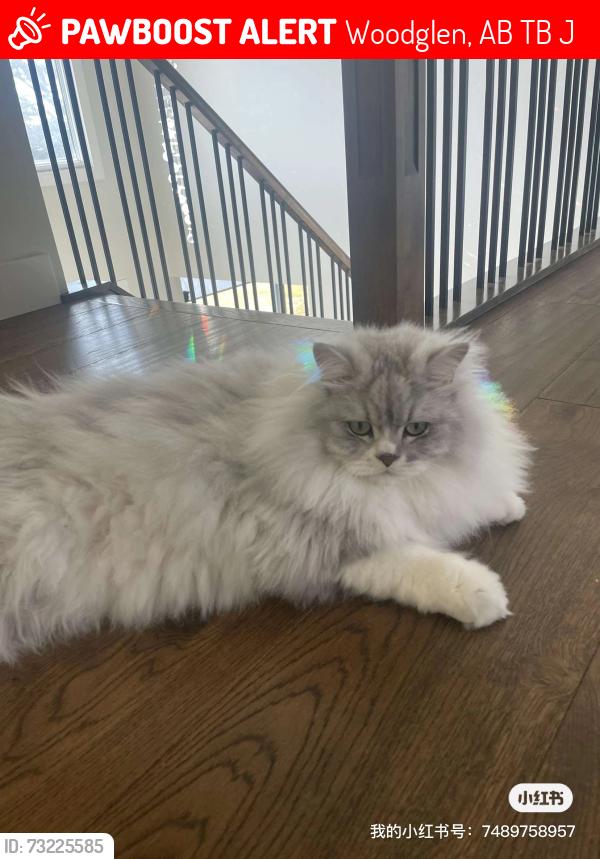 Lost Male Cat last seen Near woodglen cir sw, Woodglen, AB T0B 0J0