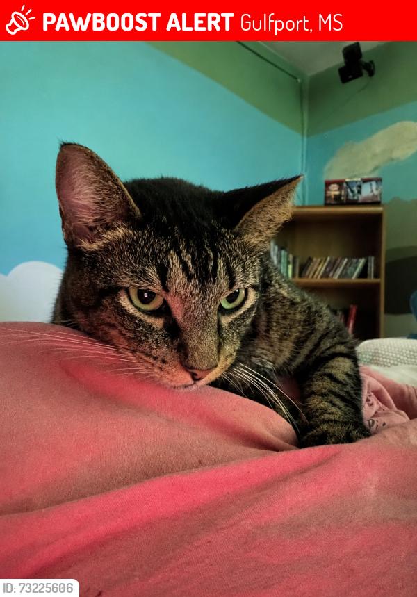 Lost Male Cat last seen Ollie, Gulfport, MS 39503