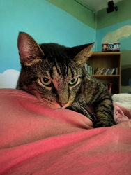 Lost Male Cat last seen Ollie, Gulfport, MS 39503
