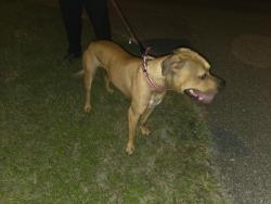 Reunited Male Dog last seen Wisteria Ave, Warrington, FL 32507