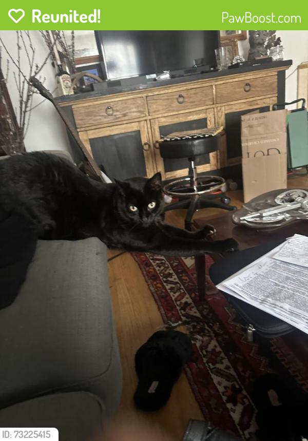 Reunited Male Cat last seen Piedmont and MacArthur, Oakland, CA 94611
