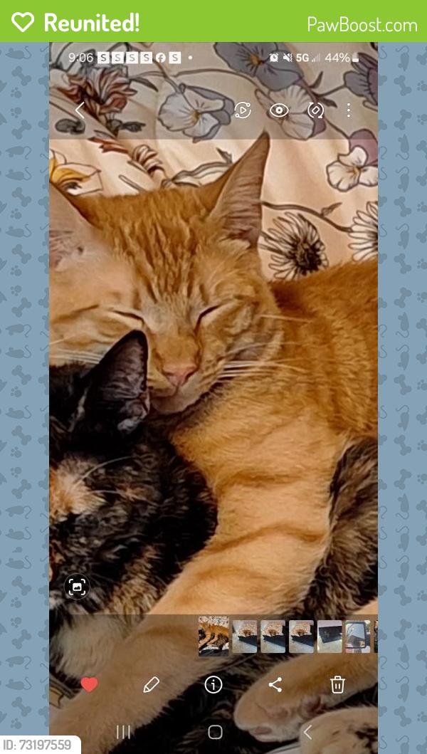 Reunited Male Cat last seen Olde Mill trace and Olde Mill Drive NE, Woodstock, GA 30188