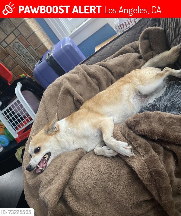 Lost Female Dog last seen Hooper and Firestone, Los Angeles, CA 90002
