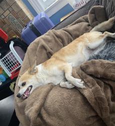 Lost Female Dog last seen Hooper and Firestone, Los Angeles, CA 90002