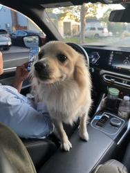 Reunited Unknown Dog last seen Reposo Drive & Catron Drive, Oakland, CA 94603, Oakland, CA 94607
