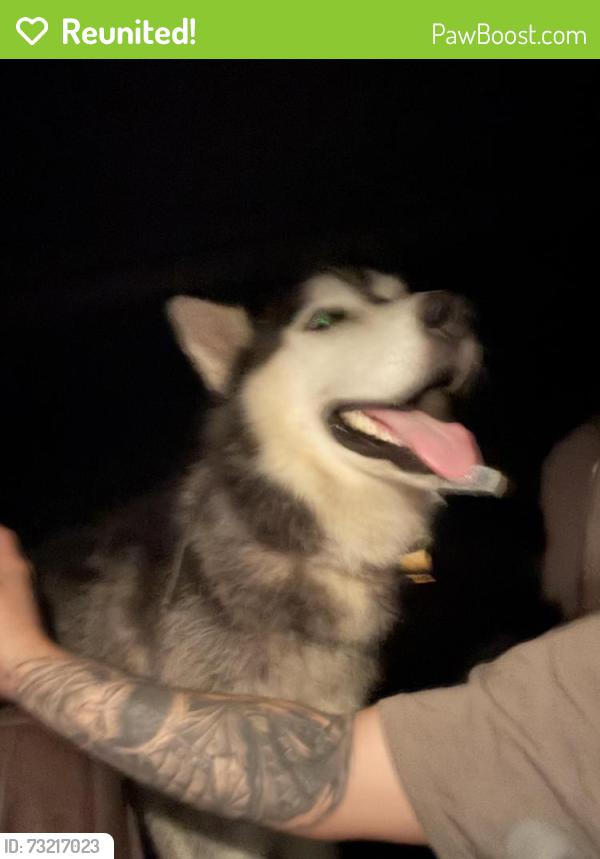 Reunited Male Dog last seen Richcrest, Hyattsville, MD 20781