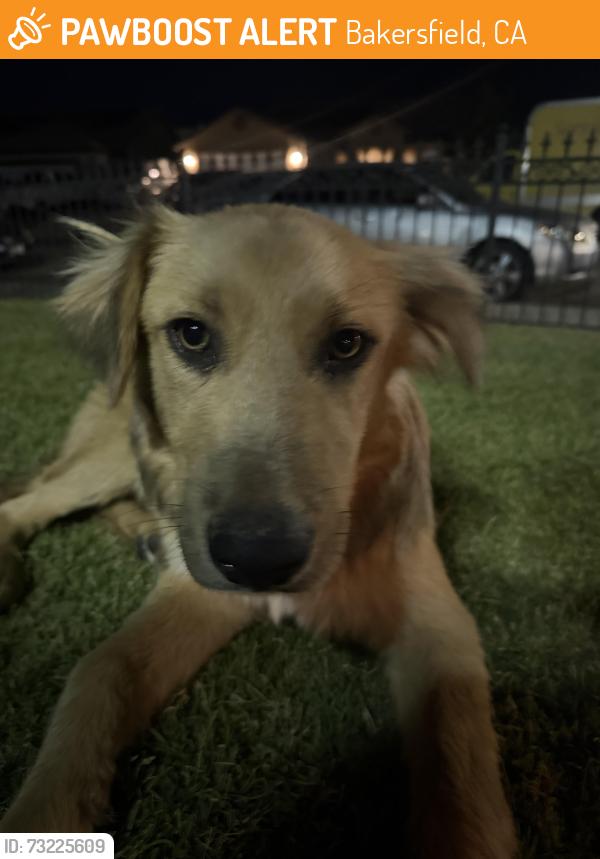 Found/Stray Male Dog last seen Shalane Ave, Bakersfield, CA 93306