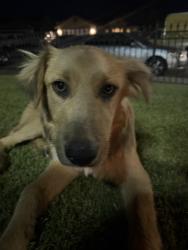 Found/Stray Male Dog last seen Shalane Ave, Bakersfield, CA 93306