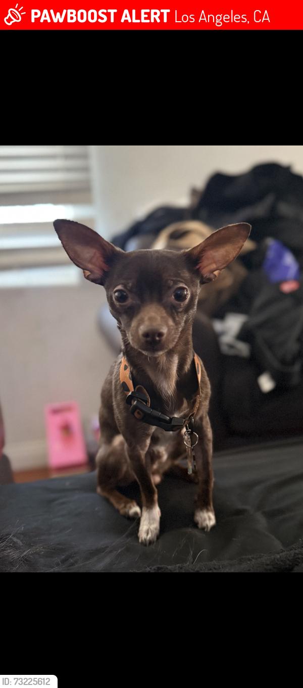 Lost Male Dog last seen Mission hills near Nissan dealer, Los Angeles, CA 91345