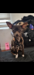 Lost Male Dog last seen Mission hills near Nissan dealer, Los Angeles, CA 91345
