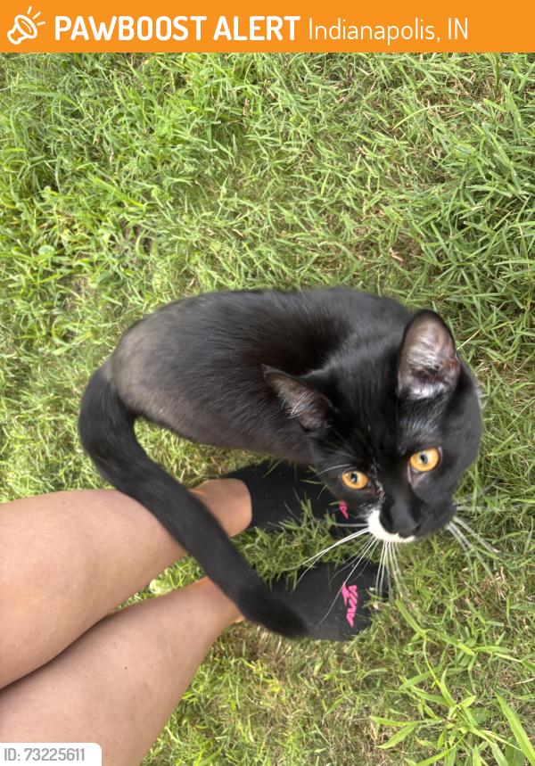 Found/Stray Unknown Cat last seen Riverbend apmts, Indianapolis, IN 46250