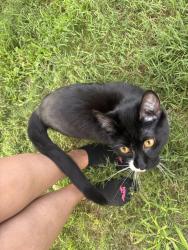 Found/Stray Unknown Cat last seen Riverbend apmts, Indianapolis, IN 46250