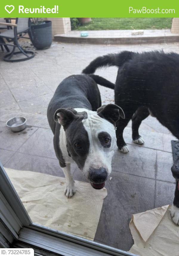 Reunited Unknown Dog last seen Gaffey, Los Angeles, CA 90731