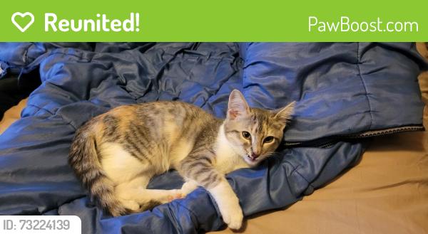 Reunited Female Cat last seen Hesperian & Cathy Way, Hayward, CA 94545
