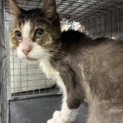 Shelter Stray Male Cat last seen , 361 S Raymond Ave, Pasadena, CA 91105, USA