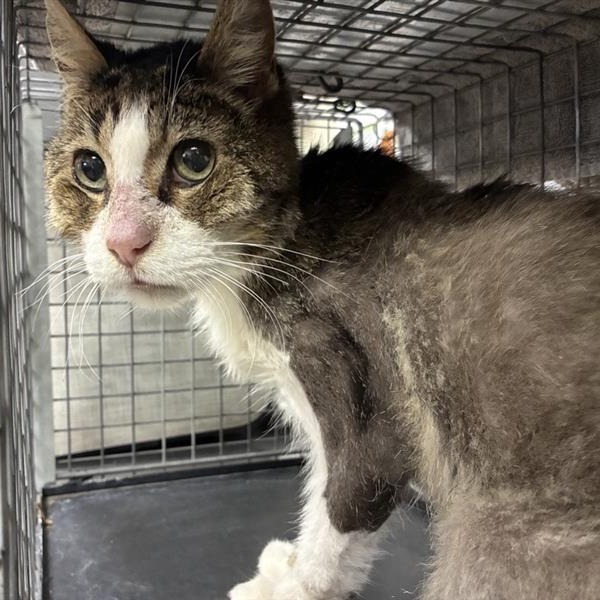 Shelter Stray Male Cat last seen , 361 S Raymond Ave, Pasadena, CA 91105, USA