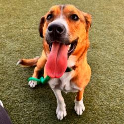 Shelter Stray Female Dog last seen , Animal Care & Control Team of Philly, 111 W Hunting Park Ave, Philadelphia, PA 19140, USA
