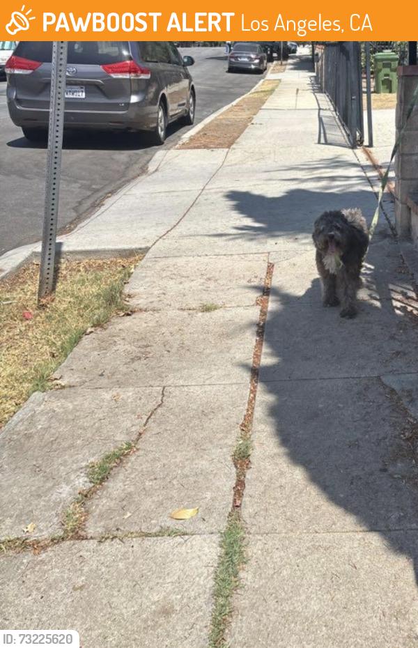 Found/Stray Unknown Dog last seen Pasadena and Ave 32, Los Angeles, CA 90031