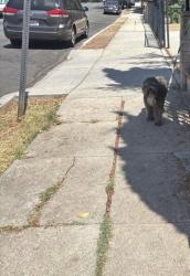 Found/Stray Unknown Dog last seen Pasadena and Ave 32, Los Angeles, CA 90031