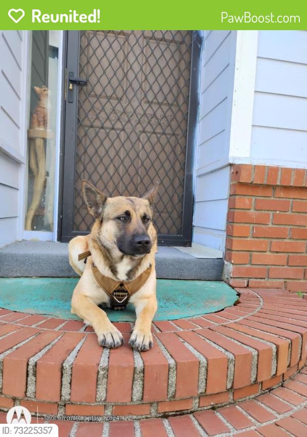 Reunited Female Dog last seen White schoolhouse rd, Cave Junction, OR 97523